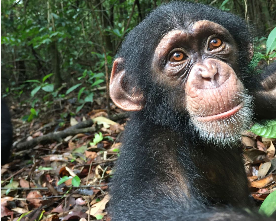 Chimpanzee at Tacugama Chimpanzee Sanctuary